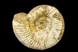 Jurassic Ammonite (Perisphinctes) Fossil - Madagascar #161760-1